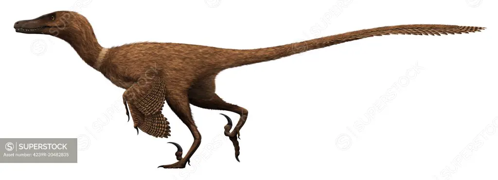 Velociraptor mongoliensis, mid-sized (2m long, 15kg) dromaeosaurid dinosaur from the late Cretaceous of Mongolia.