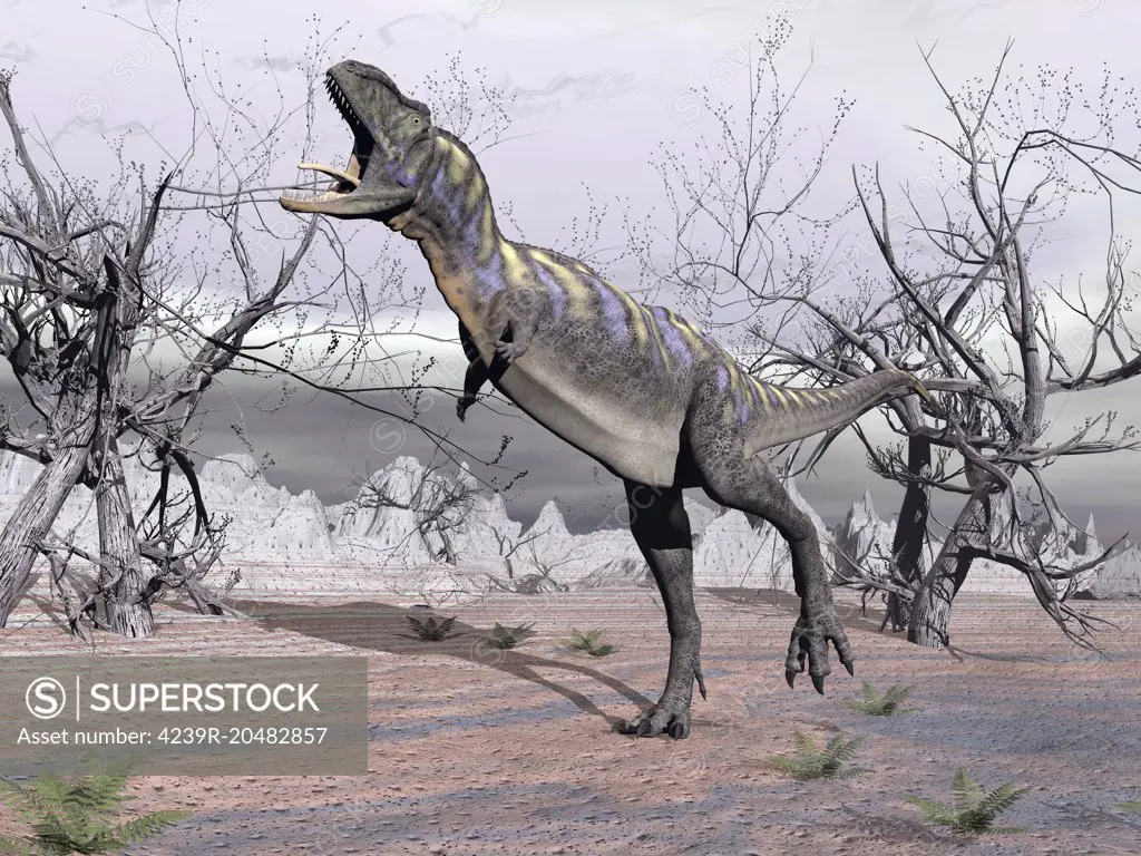Aucasaurus dinosaur roaring in the desert.