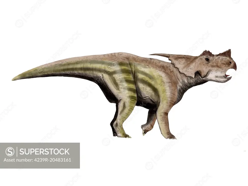 Achelousaurus is a ceratopsian dinosaur from the Late Cretaceous Period.