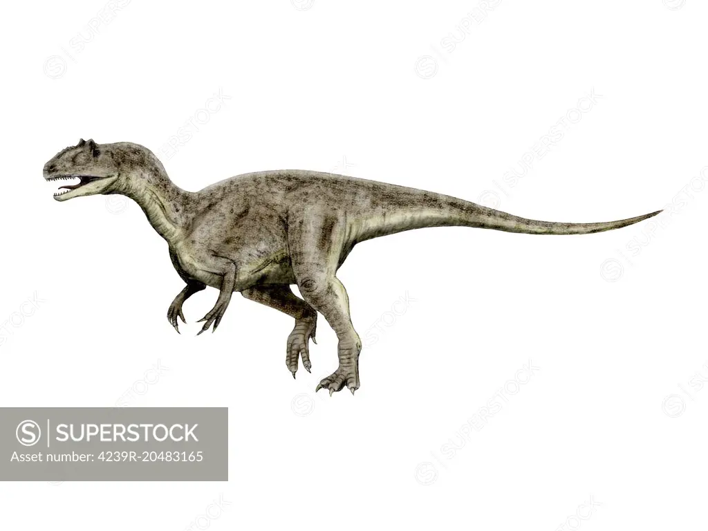 Allosaurus is a theropod dinosaur from the Late Jurassic Period.