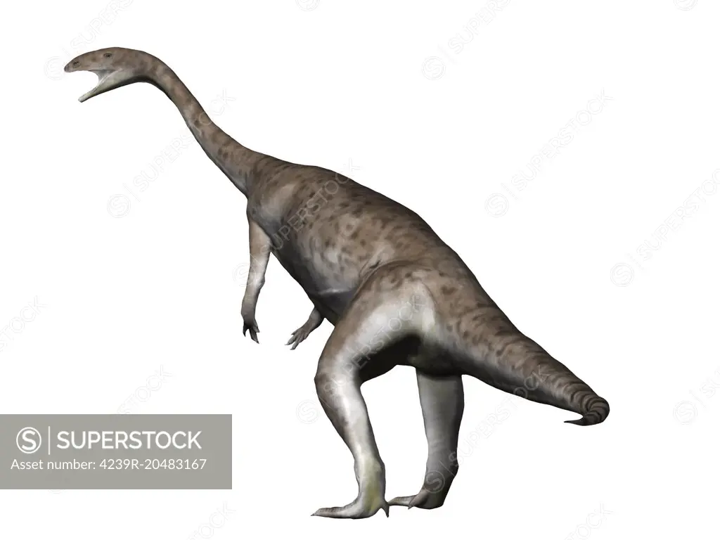 Anchisaurus is a prosauropod dinosaur from the Jurassic Period.