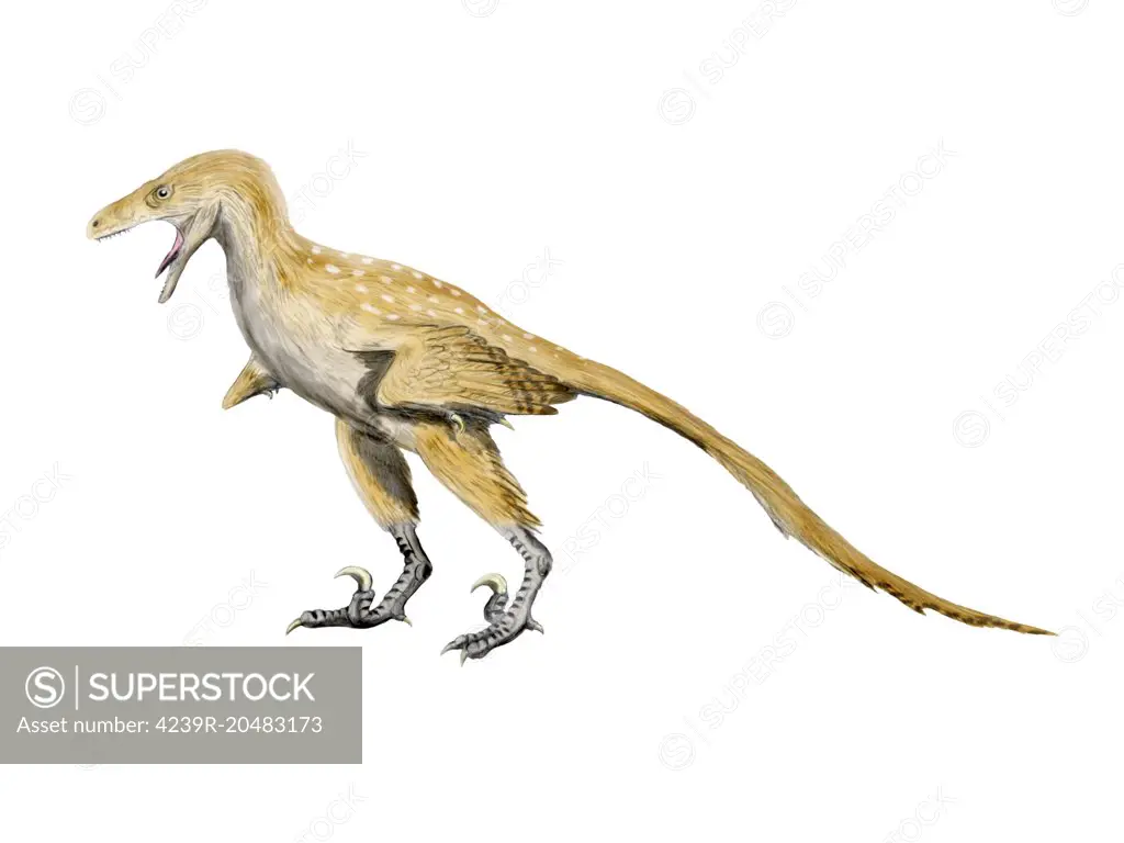 Bambiraptor is a theropod dinosaur from the Late Cretaceous Period.