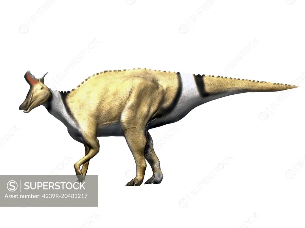 Lambeosaurus dinosaur, white background.