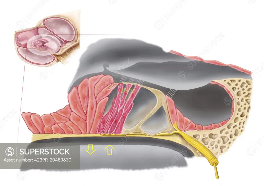 Anatomy of the organ of Corti, part of the cochlea of the inner ear.
