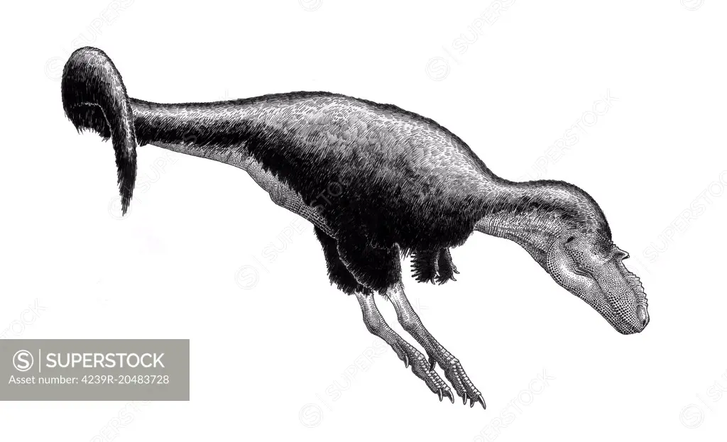 Black ink drawing of Gorgosaurus libratus. Gorgosaurus libratus was a tyrannosaurid theropod from the Late Cretaceous of North America. 