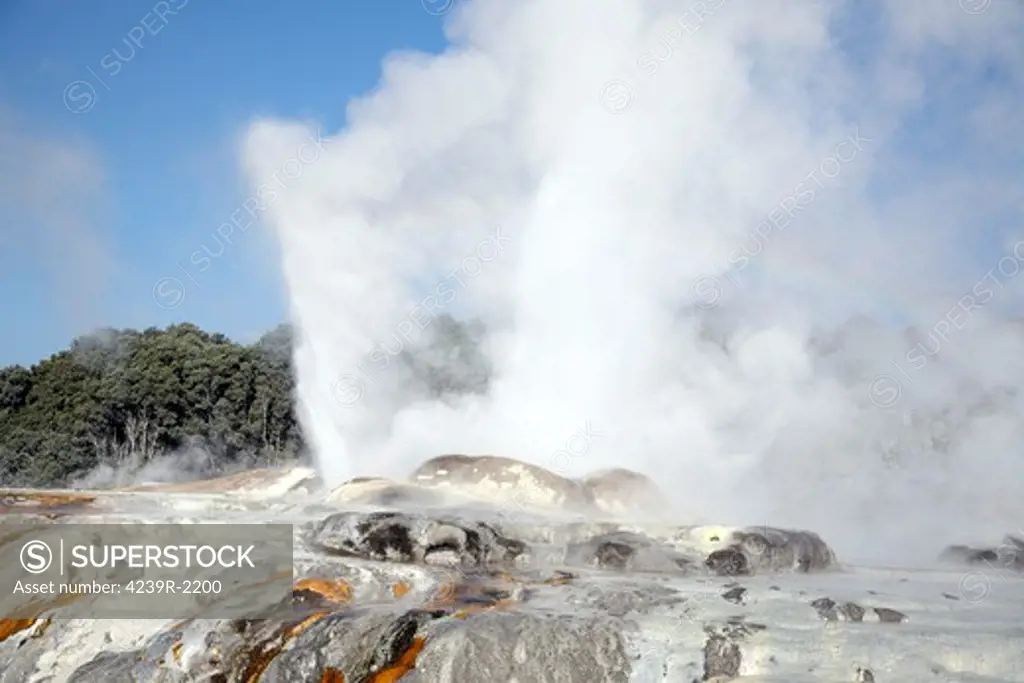 November 20, 2007 - Prince of Wales Feathers Geyser and Pohutu Geyser erupting, Whakarewarewa Geothermal Area, Rotorua, New Zealand.