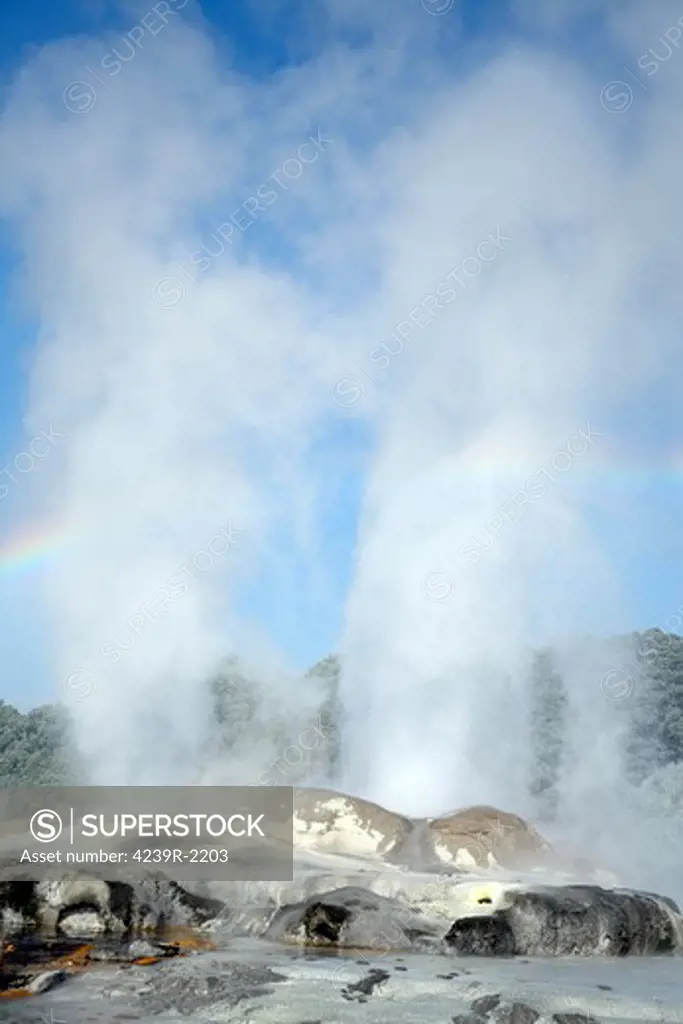 November 20, 2007 - Prince of Wales Feathers Geyser and Pohutu Geyser erupting, Whakarewarewa Geothermal Area, Rotorua, New Zealand.