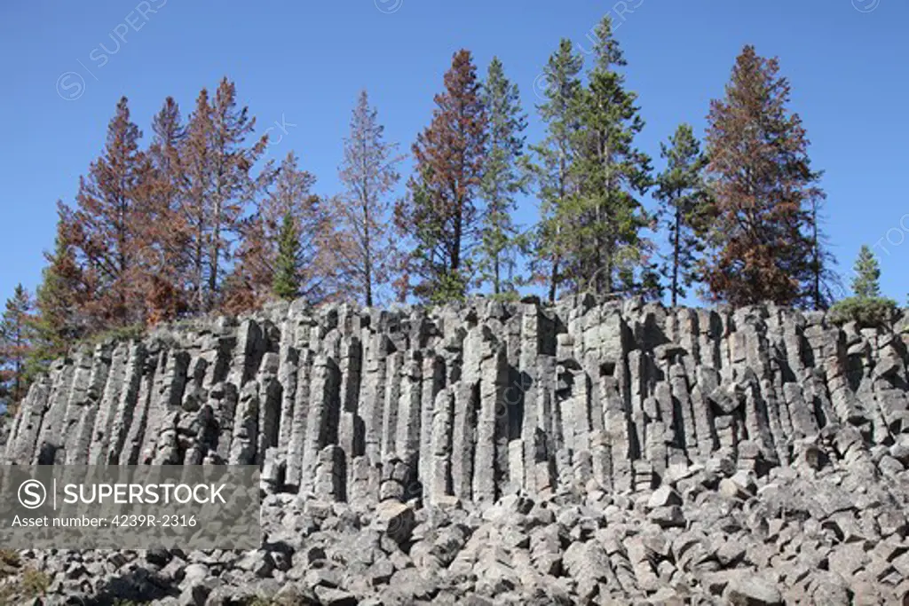 September 8, 2009 - Basalt Columns formed by cooling lava, Sheepeater Cliffs, Yellowstone Caldera, Yellowstone National Park, Wyoming.