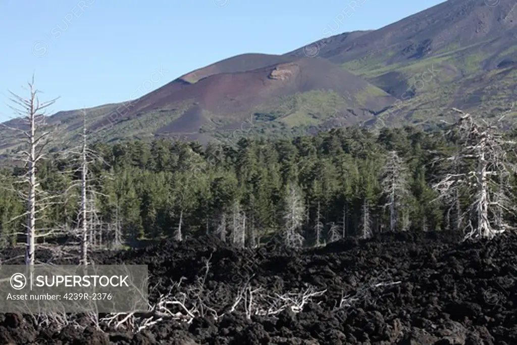June 27, 2011 - Dead trees embedded in 2002 A'a lava flows, with Monte Frumento delle Concazze cinder cone in background. North flank, Mount Etna volcano, Sicily, Italy.