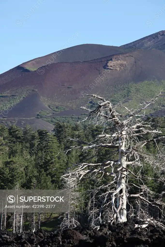 June 27, 2011 - Dead tree embedded in 2002 A'a lava flow, with Monte Frumento delle Concazze cinder cone in background. North flank, Mount Etna volcano, Sicily, Italy.