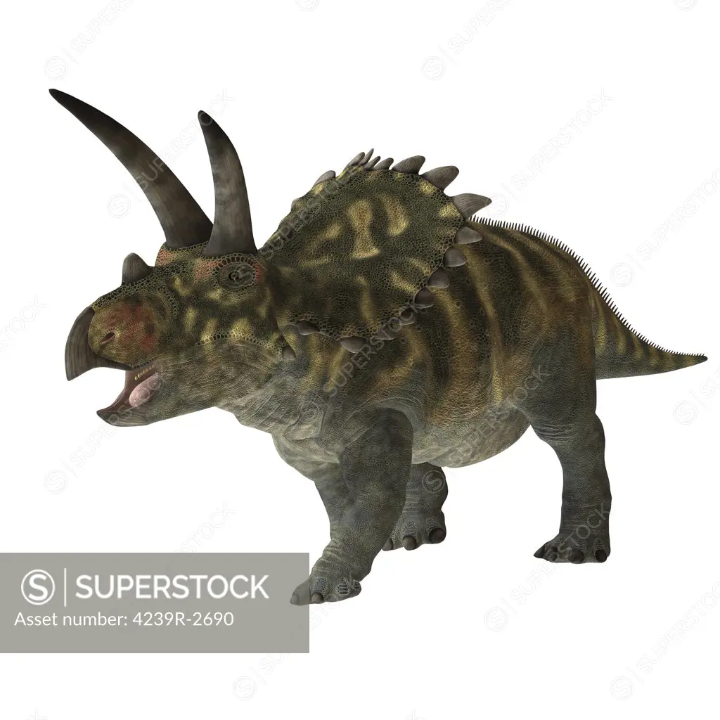 The Coahuilaceratops dinosaur was a herbivore that lived in the Cretaceous Period of Earths history. Its fossils have been found in northern Mexico.