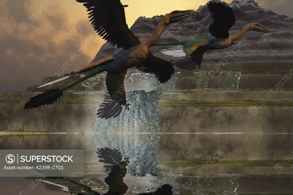 Two Microraptor dinosaurs fly near mountain waterfalls in prehistoric times. This dinosaur is a genus of small, four-winged dromaeosaurid dinosaurs. About two dozen well-preserved fossil specimens have been recovered from Liaoning, China.