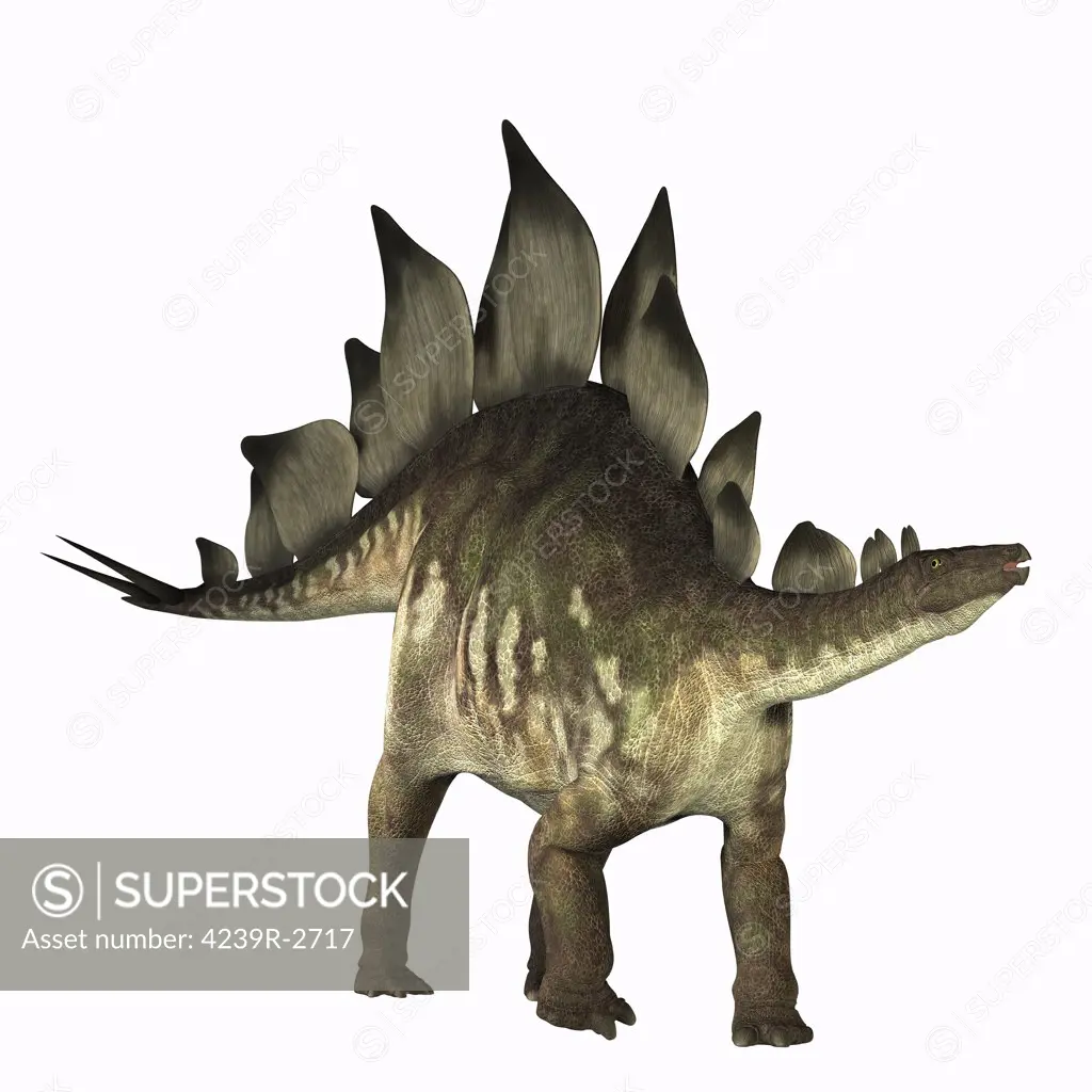 The Stegosaurus dinosaur is known for its distinctive tail spikes and plates along its spine to defend itself. Fossil bones have been found in Jurassic deposits in North America and Europe.