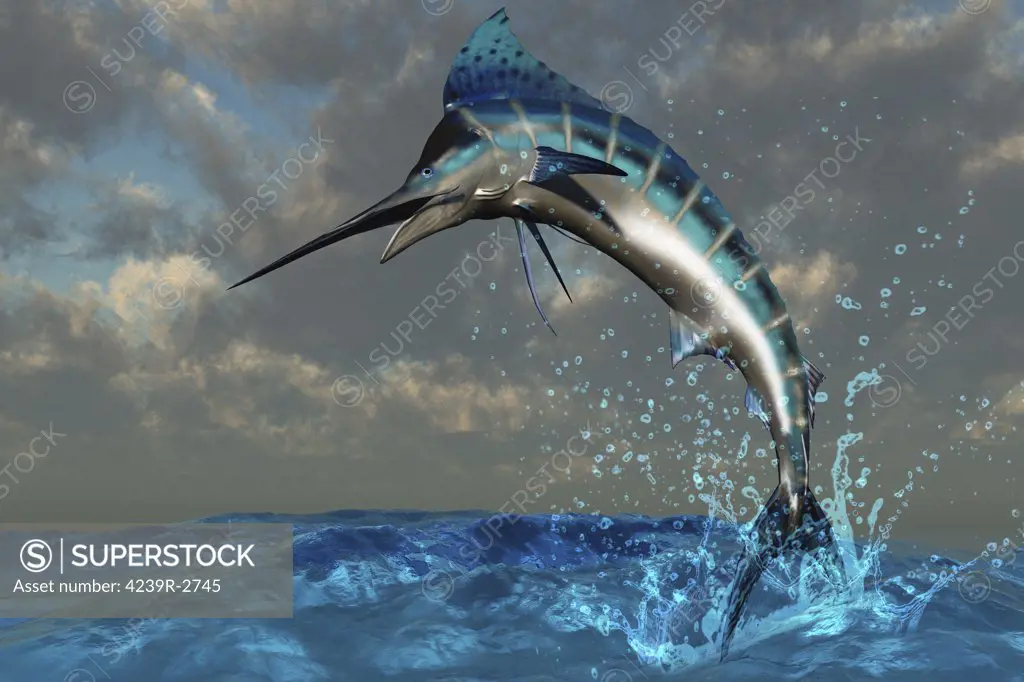 A spectacular Blue Marlin flashes its iridescent colors as it bursts from the ocean.