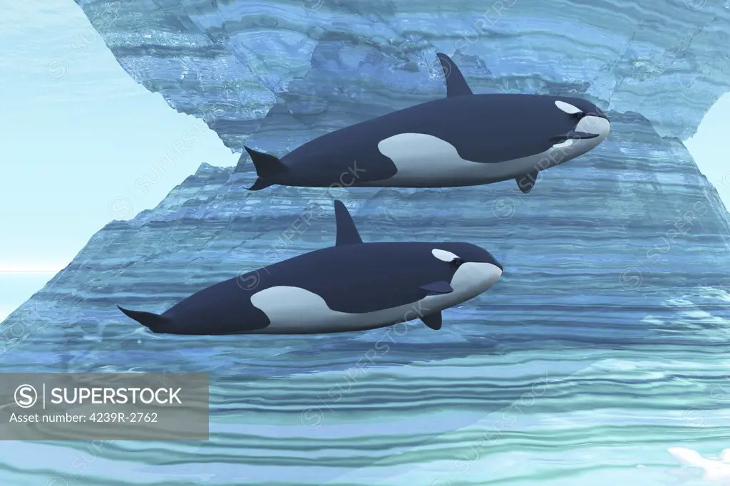Two killer whales swim around submerged icebergs.