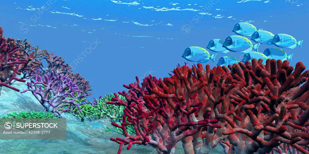 A school of iridescent Blue Tango fish swim over brightly colored red coral beds on an ocean reef.