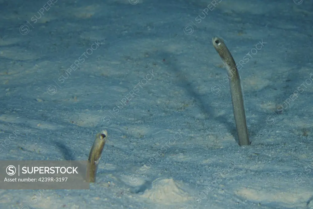 Brown Garden Eels protrude from their sea floor burrows, Bonaire, Caribbean Netherlands.