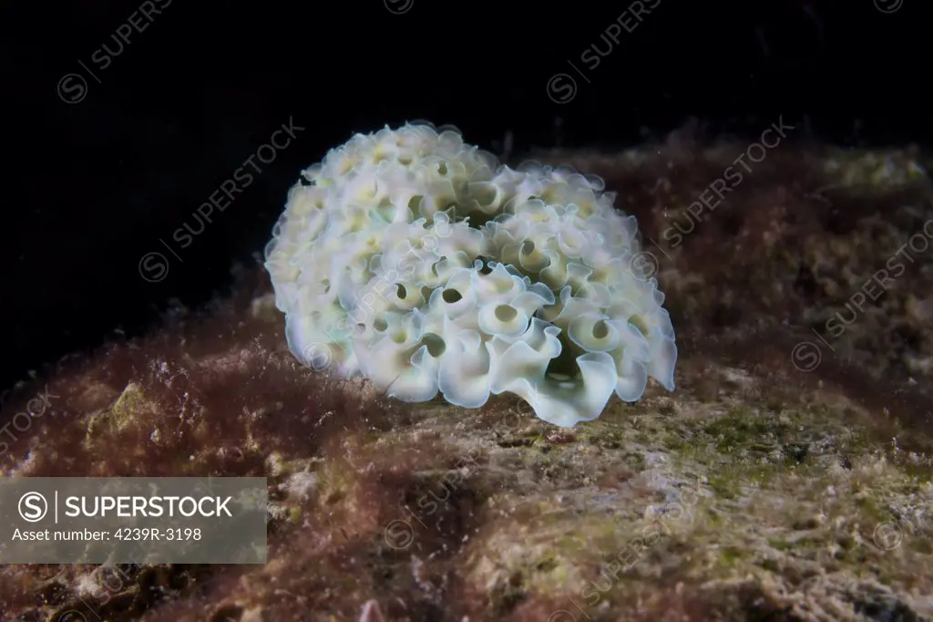 Elysia crispata, common name the lettuce sea slug, is a large and colorful species of sea slug, Bonaire, Caribbean Netherlands.