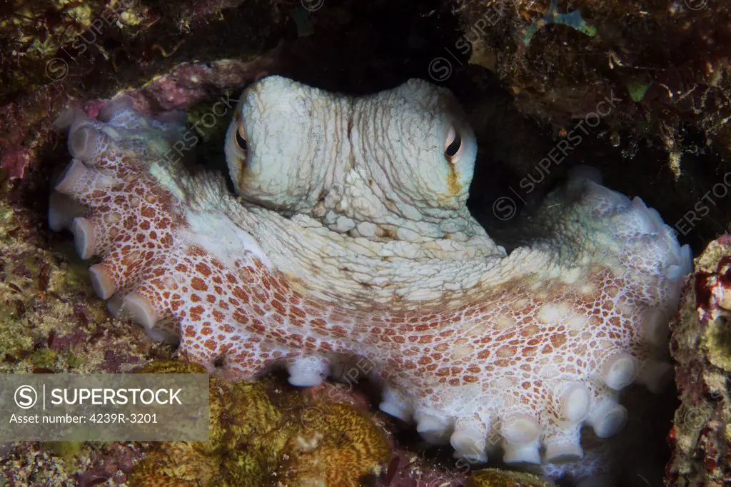 Caribbean Reef Octopus guards its lair, Bonaire, Caribbean Netherlands.