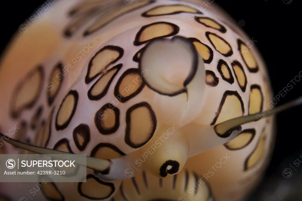 Detailed view of a beautiful Flamingo Tongue Snail, Bonaire, Caribbean Netherlands.