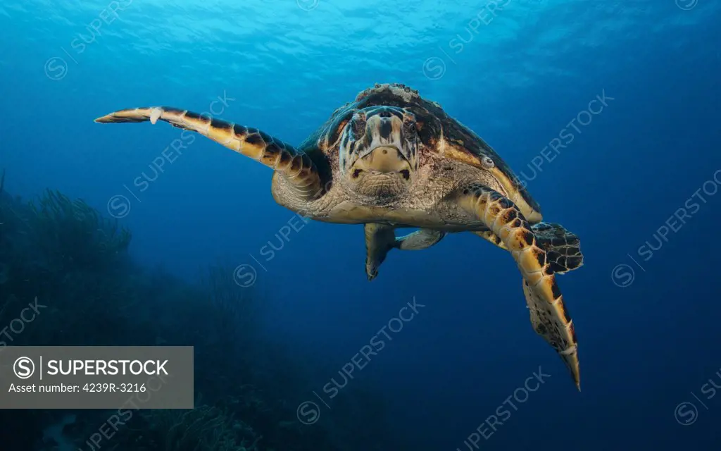 The hawksbill sea turtle (Eretmochelys imbricata) swims in the waters off the coast of Bonaire, Caribbean Netherlands. The hawksbill is a critically endangered sea turtle belonging to the family Cheloniidae.