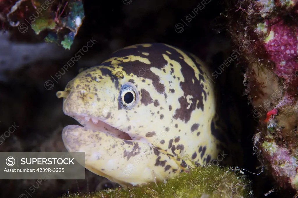 A chain moray eel peers out of its hole, Bonaire, Caribbean Netherlands.