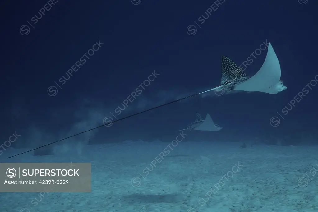 Spotted Eagle Rays glide effortlessly through the water, Bonaire, Caribbean Netherlands.