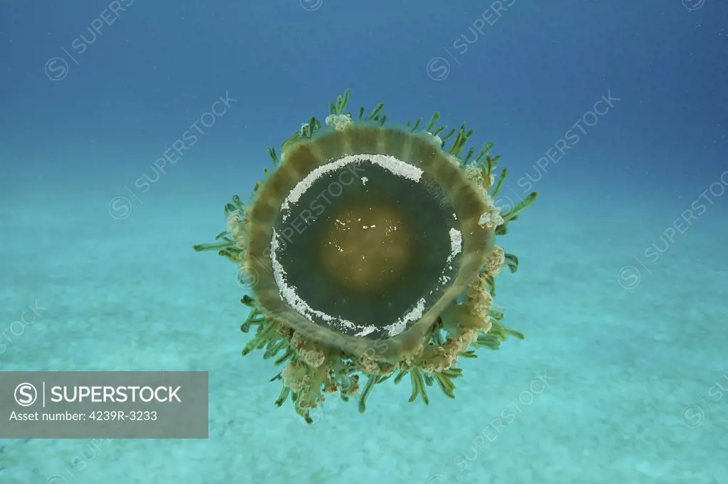 Upside down Jellyfish swimming mid-water, Bonaire, Caribbean Netherlands.