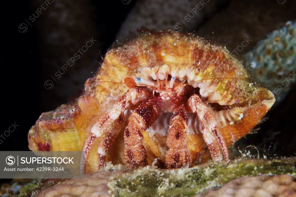 Hermit Crab tucked away in its protective shell, Bonaire, Caribbean Netherlands.
