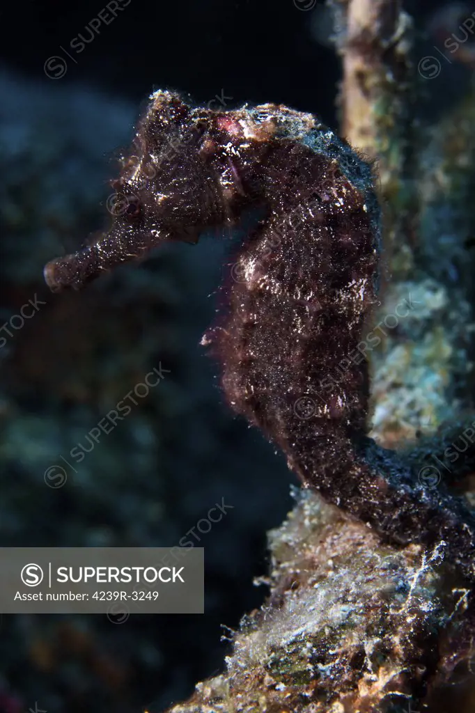 A 6 inch black seahorse is rather inconspicous while it hangs onto a branch that fell into the water a long time ago, Bonaire, Caribbean Netherlands.