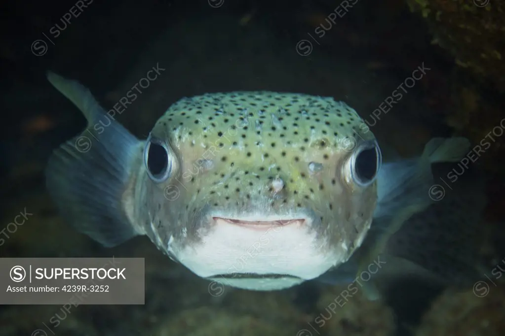 An inquisitive Porcupinefish, Bonaire, Caribbean Netherlands.