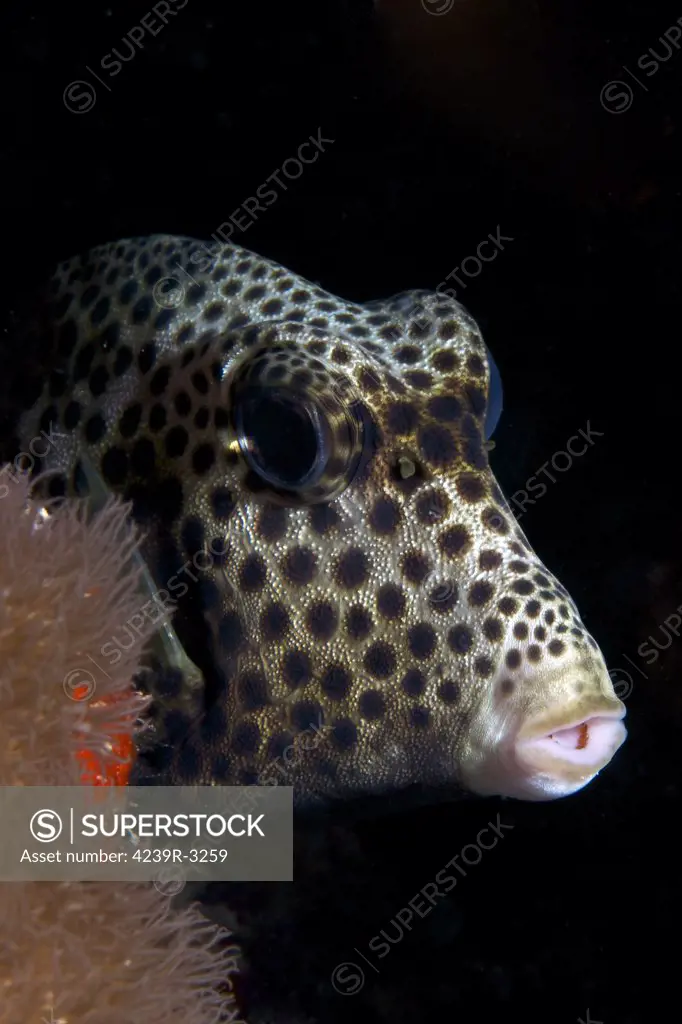 Smooth Trunkfish playing hide and seek, Bonaire, Caribbean Netherlands.