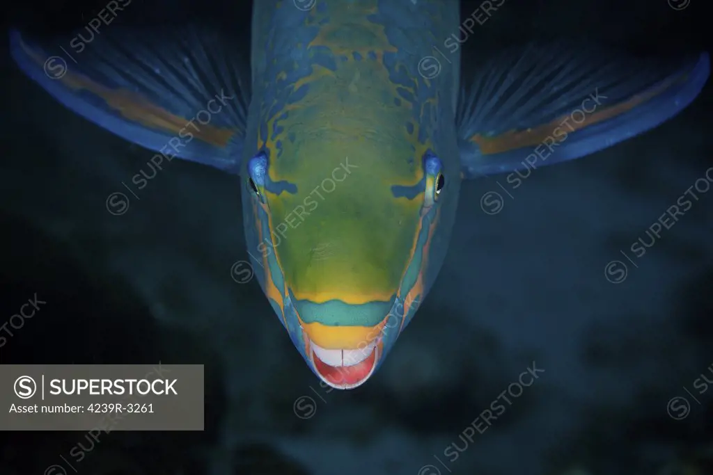 Queen Parrotfish feeding on algae, Bonaire, Caribbean Netherlands.