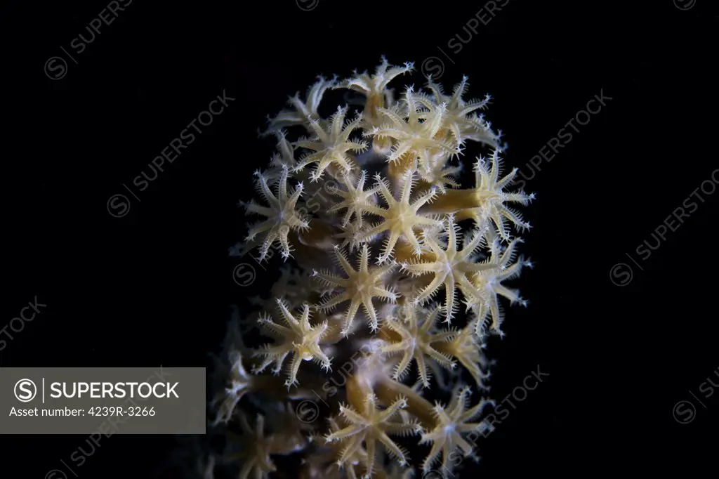 Soft coral polyps feeding at night, Bonaire, Caribbean Netherlands.