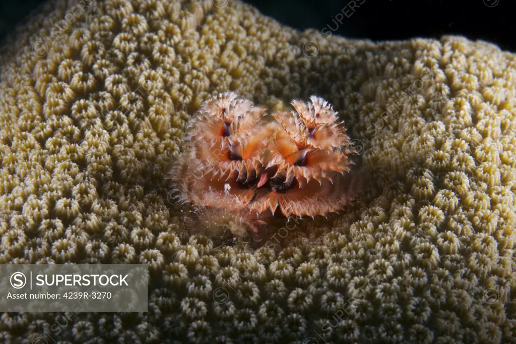 Christmas Tree Worm in hard coral, Bonaire, Caribbean Netherlands.