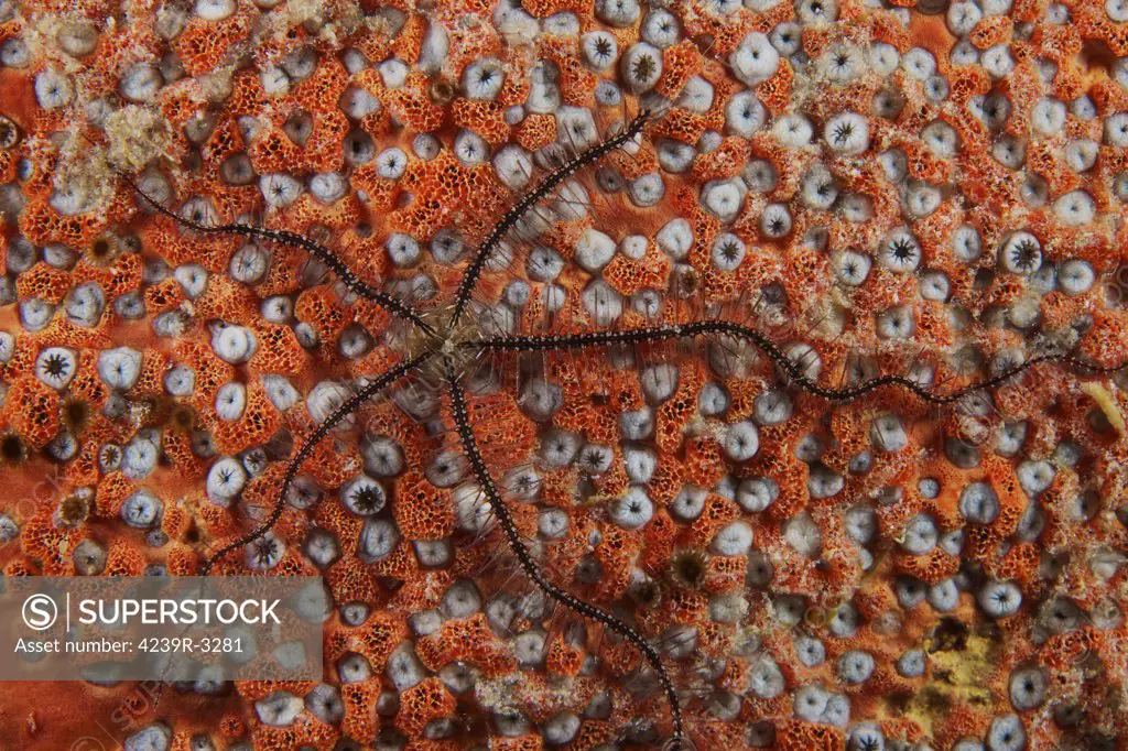 Brittle Starfish on an orange sponge, Bonaire, Caribbean Netherlands.