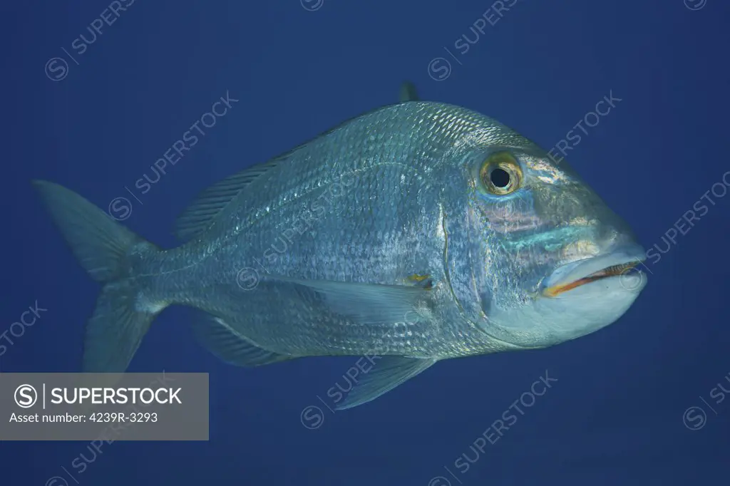 Jolthead Porgy in the waters off the coast of Bonaire, Caribbean Netherlands.