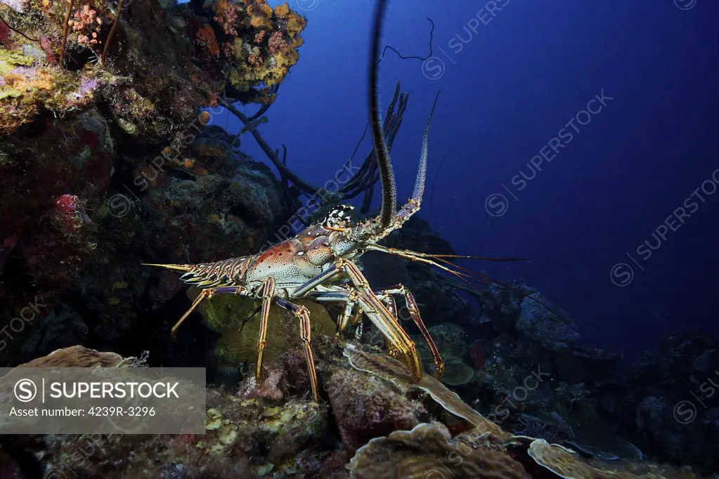 A common spiny lobster backs his way into the protection of the reef, Bonaire, Caribbean Netherlands.