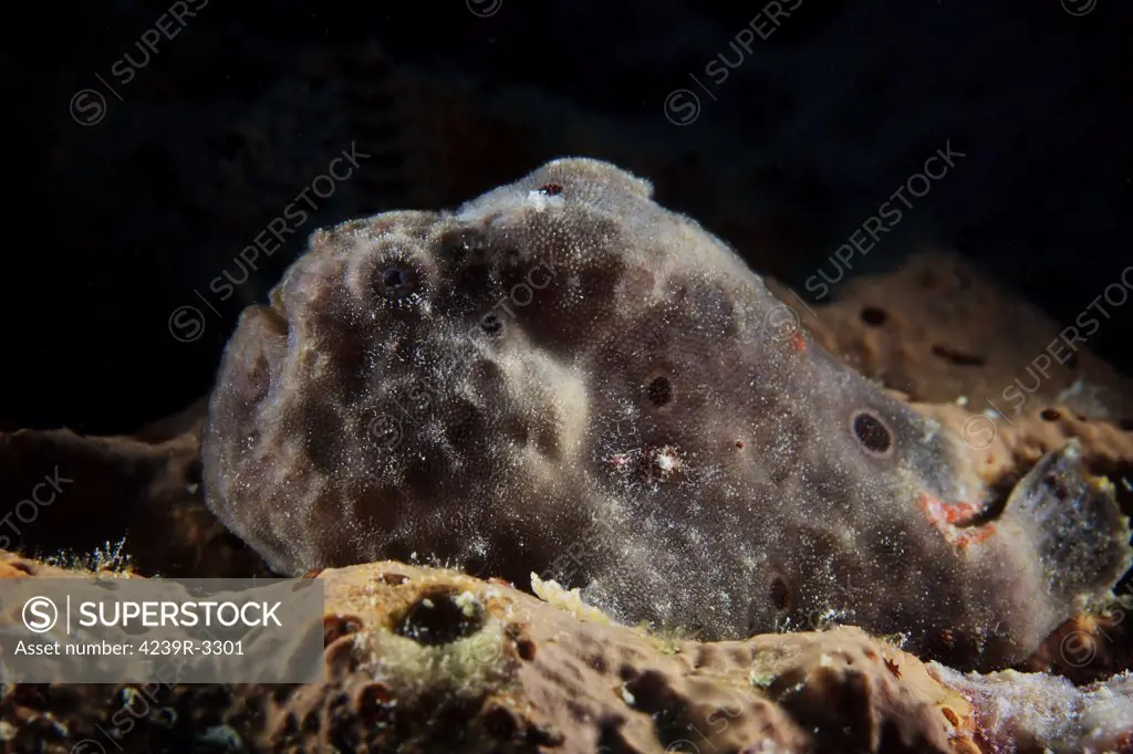 Longlure Frogfish, Bonaire, Caribbean Netherlands.