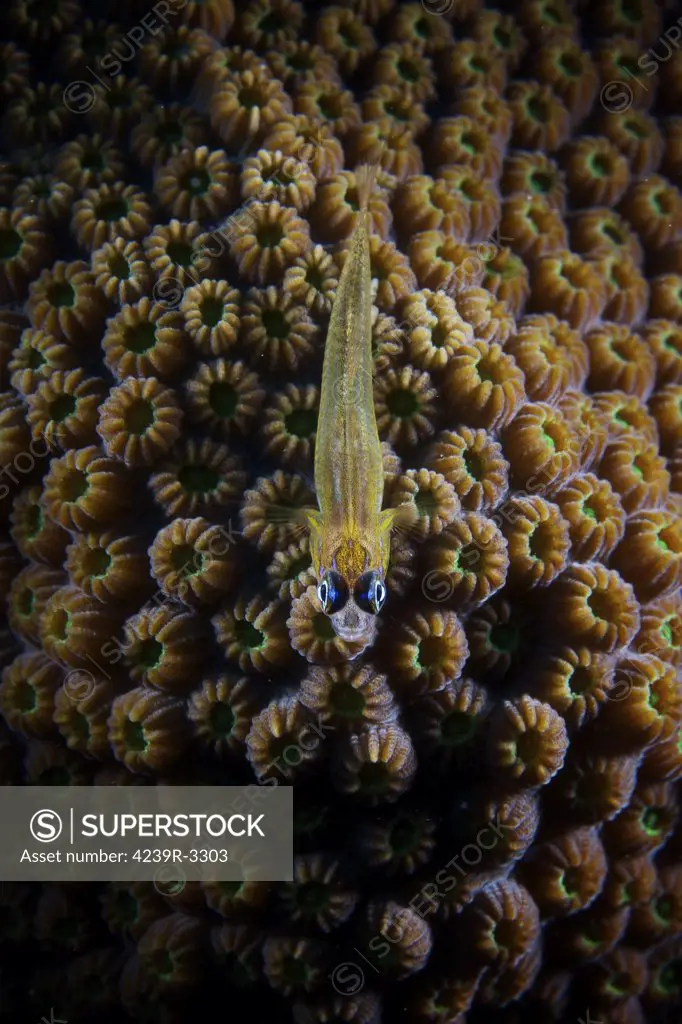 Peppermint Goby on coral, Bonaire, Caribbean Netherlands.