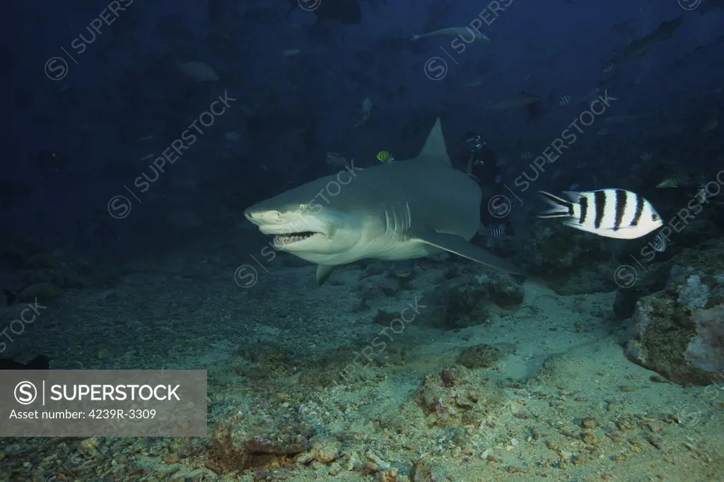 A Lemon Shark gulps down a large tuna head in front of a crowd of divers, Fiji.
