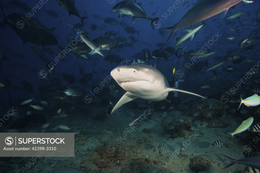 A Lemon Shark swims through a large school of reef fish, Fiji.