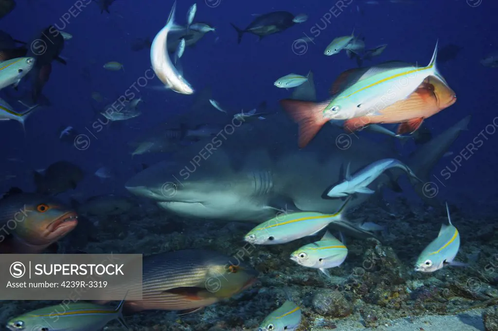 Bull shark surrounded by reef fish, Fiji.