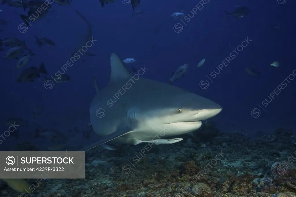 Bull shark surrounded by reef fish, Fiji.