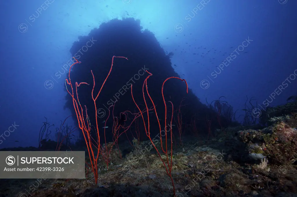 Red sea whip coral in deep water beneath a large coral bommie, Fiji.