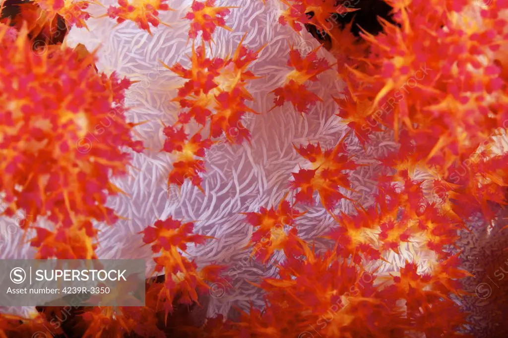 Detailed view of soft coral revealing the spicules that give stability to its form, Fiji.
