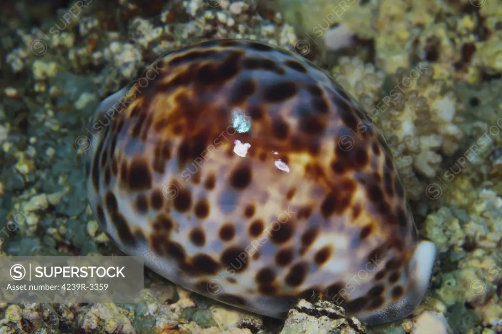 A Tiger Cowry, its mantle withdrawn into the shell for protection reveals its beautiful coloration, Fiji.