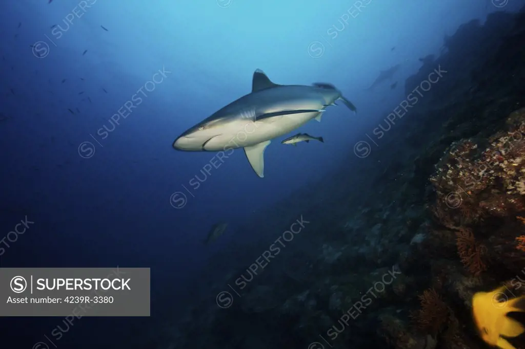 A large silvertip shark on a deep reef in Fiji.