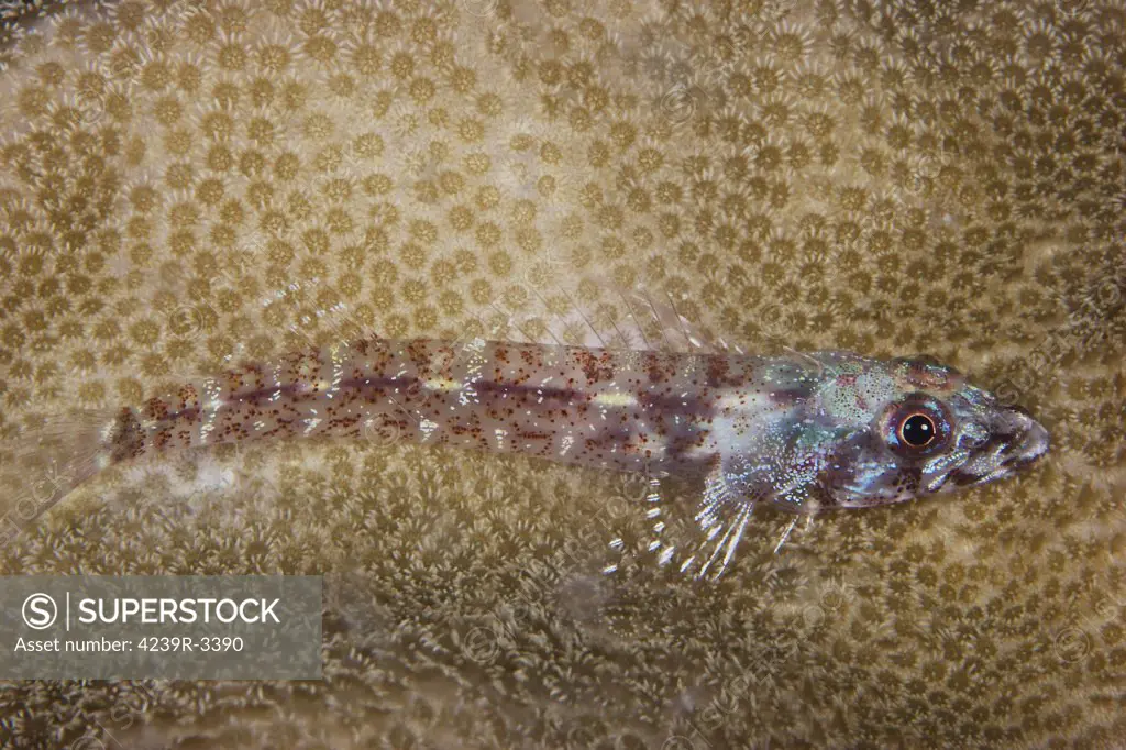 Triplefin Blenny lays on some coral, Papua New Guinea.