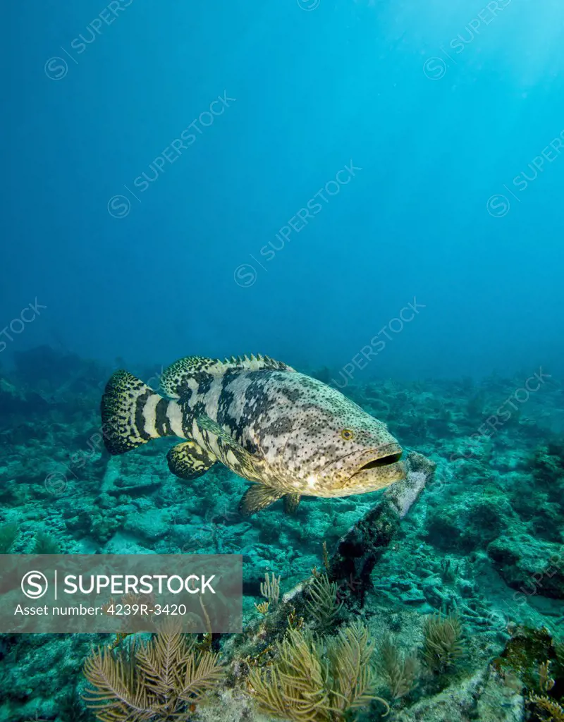 A large Goliath Grouper, Epinephelus itajara, effortlessly floats by and over the City of Washington shipwreck in about 60 feet of water off the coast of Key Largo, Florida.